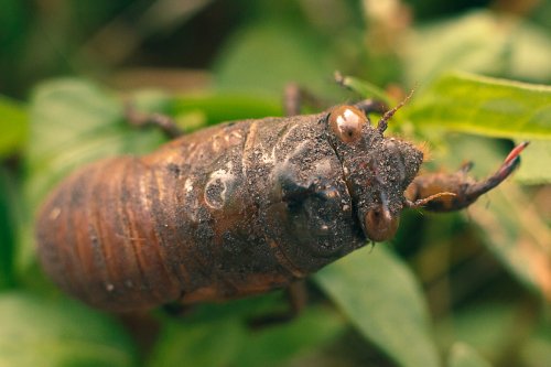 A young cicada